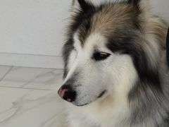-艾吉宠物医院·疑难杂症转诊中心·猫友好(碧江路院)