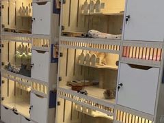 -柚子猫舍·精品猫舍购猫·猫咪认养·购宠·宠物店