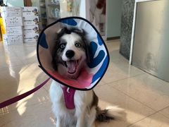 -瑞派申生动物医院·24H夜诊·国际动物医疗中心·骨外科(吴中路店)