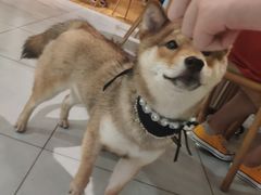 -柴务处·柴犬主题狗咖