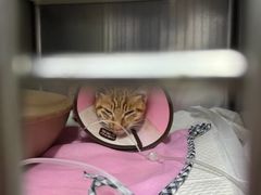 -御宝贝·A梦猫科宠物医院(国际猫友好医院)