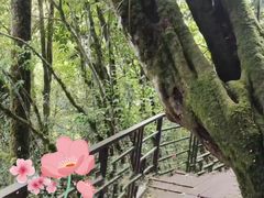 -云南屏边大围山国家公园