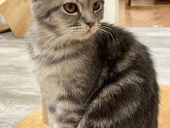 -楼上猫咖(罗湖店)