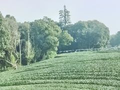 -龙坞茶村