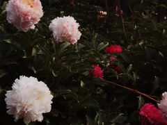 -东华门大街小区