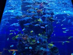 -芜湖新华联大白鲸海洋公园