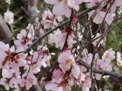 -桃花堤公园