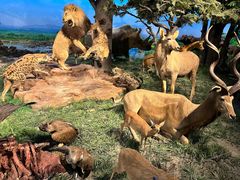 -国家自然博物馆