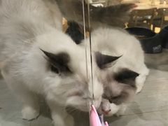 -藏猫猫咖啡主题馆(中央大道店)