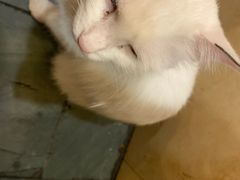 -朱氏胖子烂火锅(洪崖洞店)