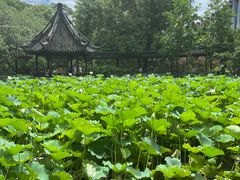 -上海醉白池公园