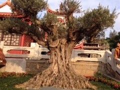 -湄洲岛