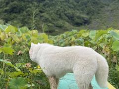 -靖西鹅泉风景区