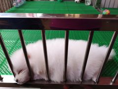 -哈尔滨道外花鸟鱼市场