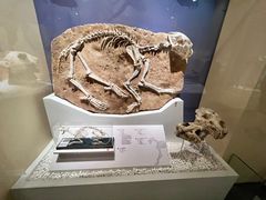 -国家自然博物馆