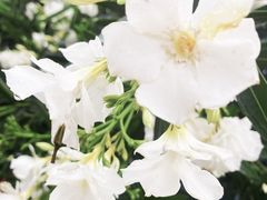 -重庆中央公园(渝北区)