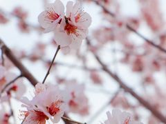 -桃花堤公园
