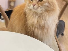 -猫咪派对(江南西店)