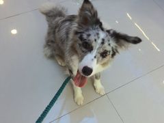 -悠尼宠物·独立低压伊珊娜洗护·美容·寄养(兰谷路店)