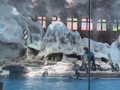 -帝企鹅自助餐厅•儿童岛•真企鹅(长隆企鹅酒店)