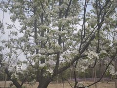 -将府公园