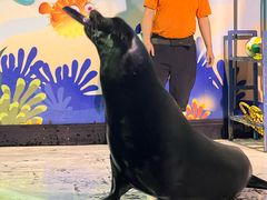 -太平洋海底世界