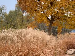 -野鸭湖国家湿地公园