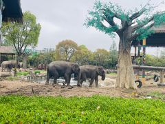 -上海野生动物园老虎餐厅