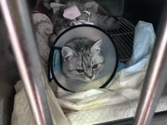 -瑞派福兴宠物医院犬猫全科·骨科·中西医结合(河东店)