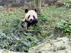 -都江堰中华大熊猫苑
