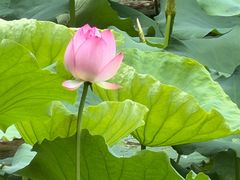 -荔湾湖公园