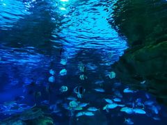 -太平洋海底世界