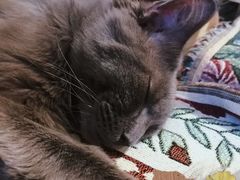-平行世界·猫咖(首经贸店)