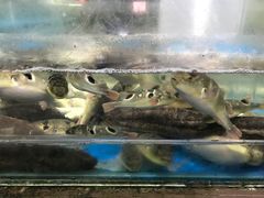 -江天生态园餐厅