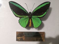 -上海昆虫博物馆