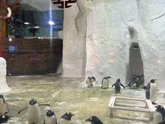 -大连圣亚海洋世界
