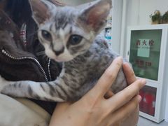 -达爱动物医院·犬猫分区·CT·复杂眼科(远洋山水分院)
