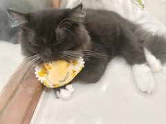-共舞时光猫咖·狗咖(新街口店)