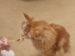 -猫友咖啡店(玉林西路店)