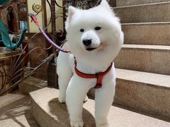 -more than meow吴止猫主题餐厅(承德 中船汇店)