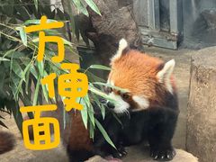 -武汉动物园