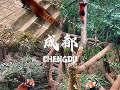 -成都大熊猫繁育研究基地