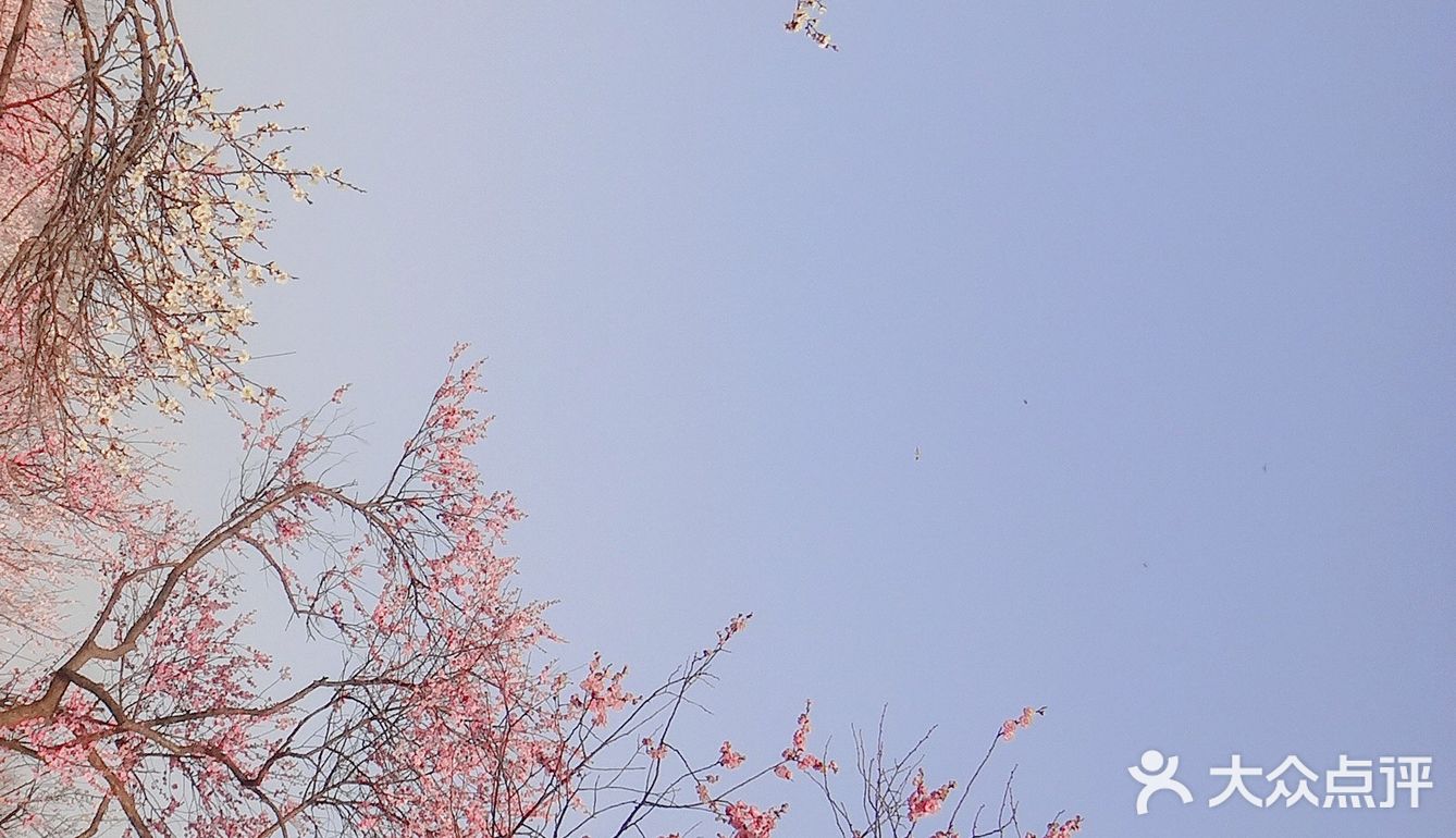 地理位置： 南京梅花山 就在紫金山上 整个紫金山景点