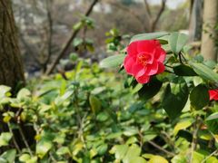 -虎丘山风景名胜区