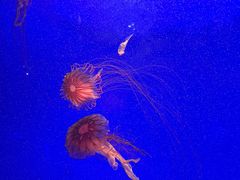 -上海海洋水族馆