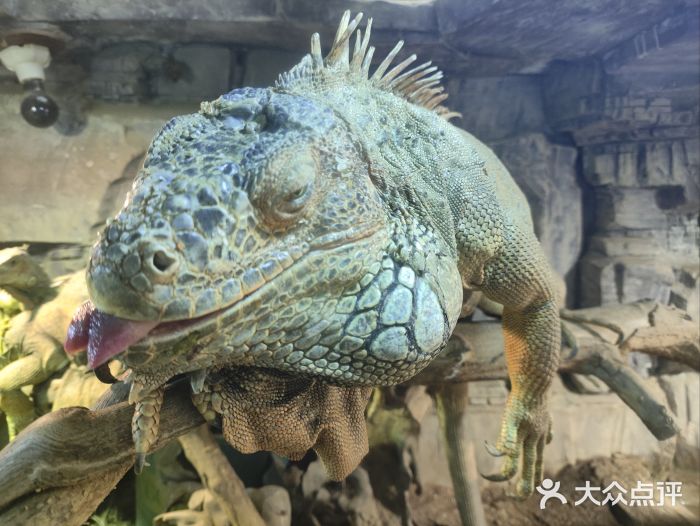 大连森林动物园图片