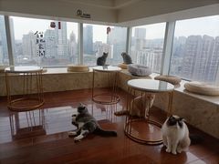 靠窗位-Catmate·猫肥家润(金润铂宫店)