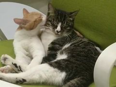 -艾吉宠物医院·疑难杂症转诊中心·猫友好(碧江路院)