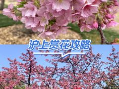 -嘉定紫藤园