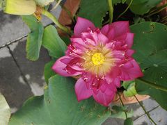 -莲花池公园